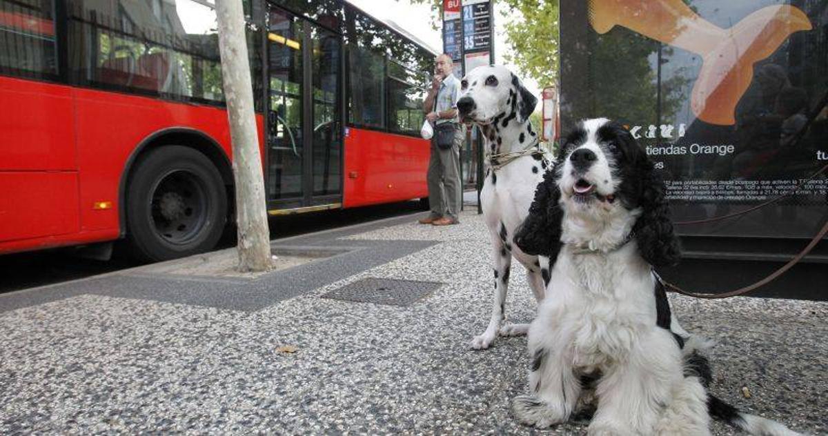 Zaragoza abre el debate sobre el acceso de perros al autobús
