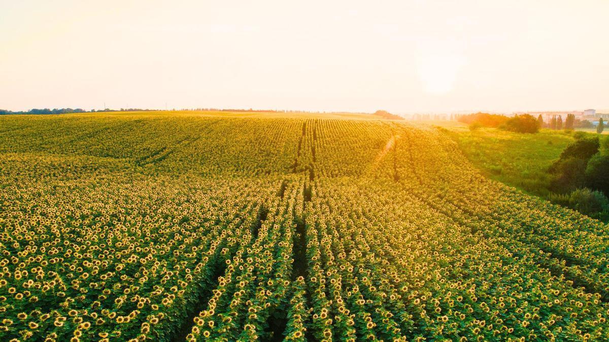 El mejor destino para ir de tapas en Andalucía es una pequeña ciudad de Jaén y tiene un campo de giraoles impresionante.