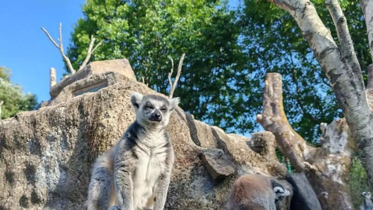 La UVigo analiza los mosquitos transmisores de enfermedades presentes en el zoo de Vigo y su potencial riesgo epidemiológico