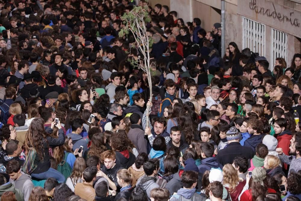 Sant Antoni 2018: Als die Kiefer in Pollença brach