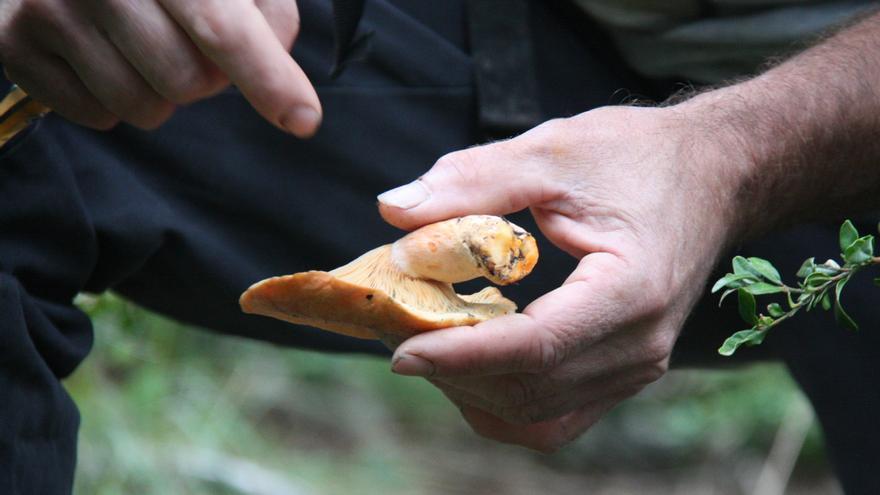 On trobar rovellons: consells i trucs per omplir el cistell