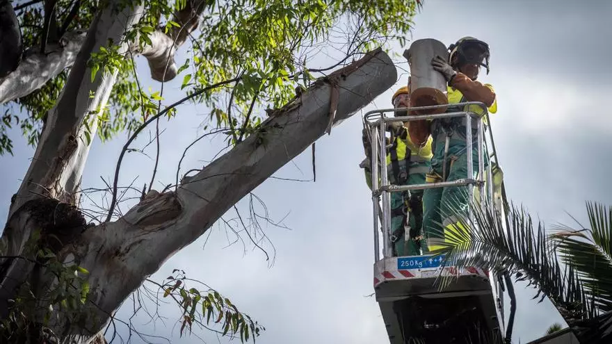 Tala de un árbol en el Parque García Sanabria