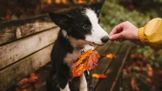 ¿Los perros pueden comer castañas?