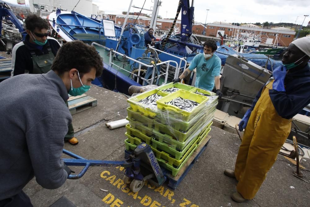 Descarga de bocarte en la Lonja de Gijón