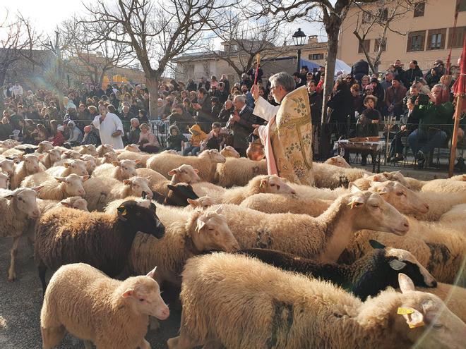 Sant Antoni 2023 | Beneïdes de Muro