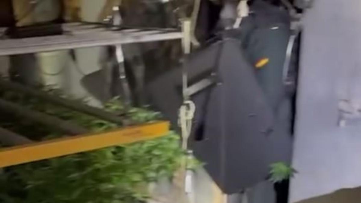Un operativo de la Guardia Civil desmantela otra plantación de marihuana en Alberic