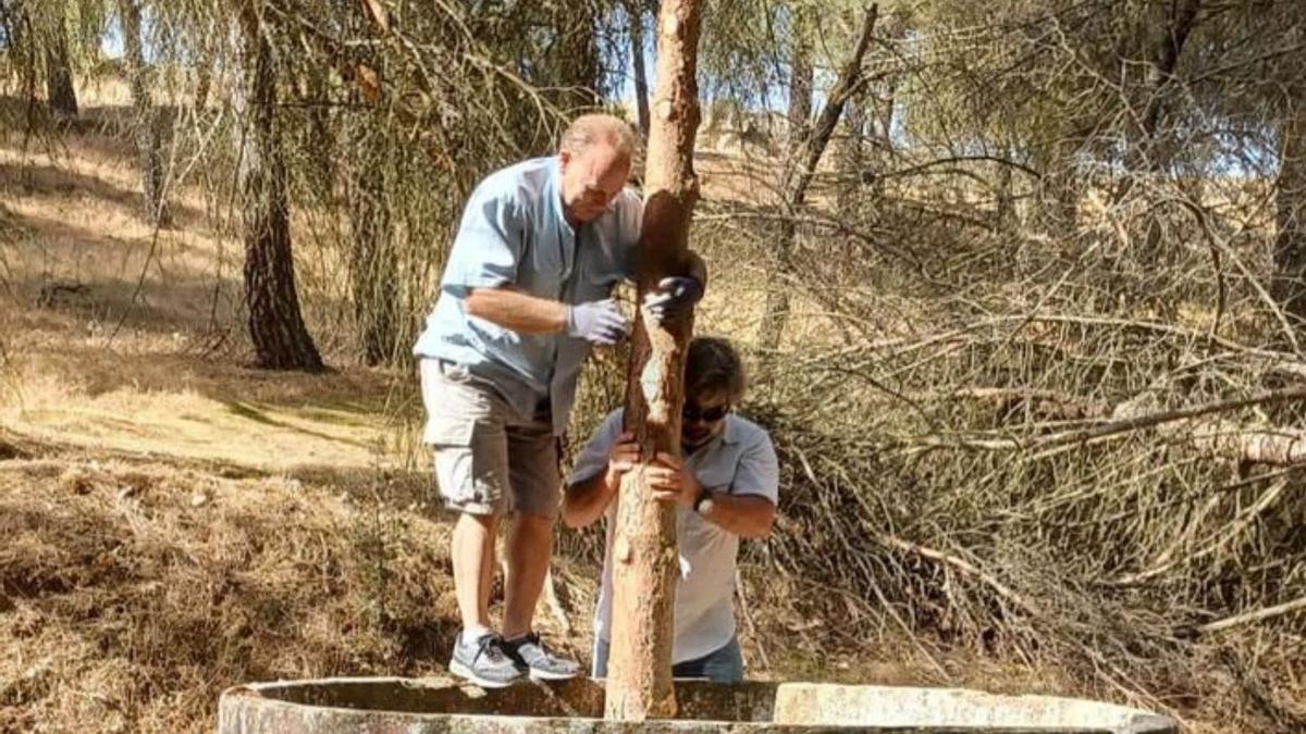 Los troncos de madera, convertidos en arte. | Cedida