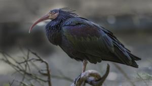 Un ejemplar de Ibis eremita.