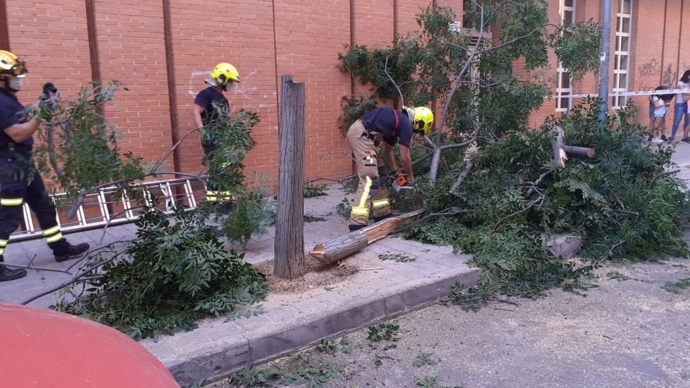 Los bomberos desbrozaron el árbol y la ramas, que se encontraban obstaculizando la calzada.