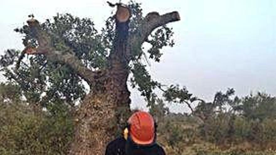 Un joven poda una encina en Sayago.