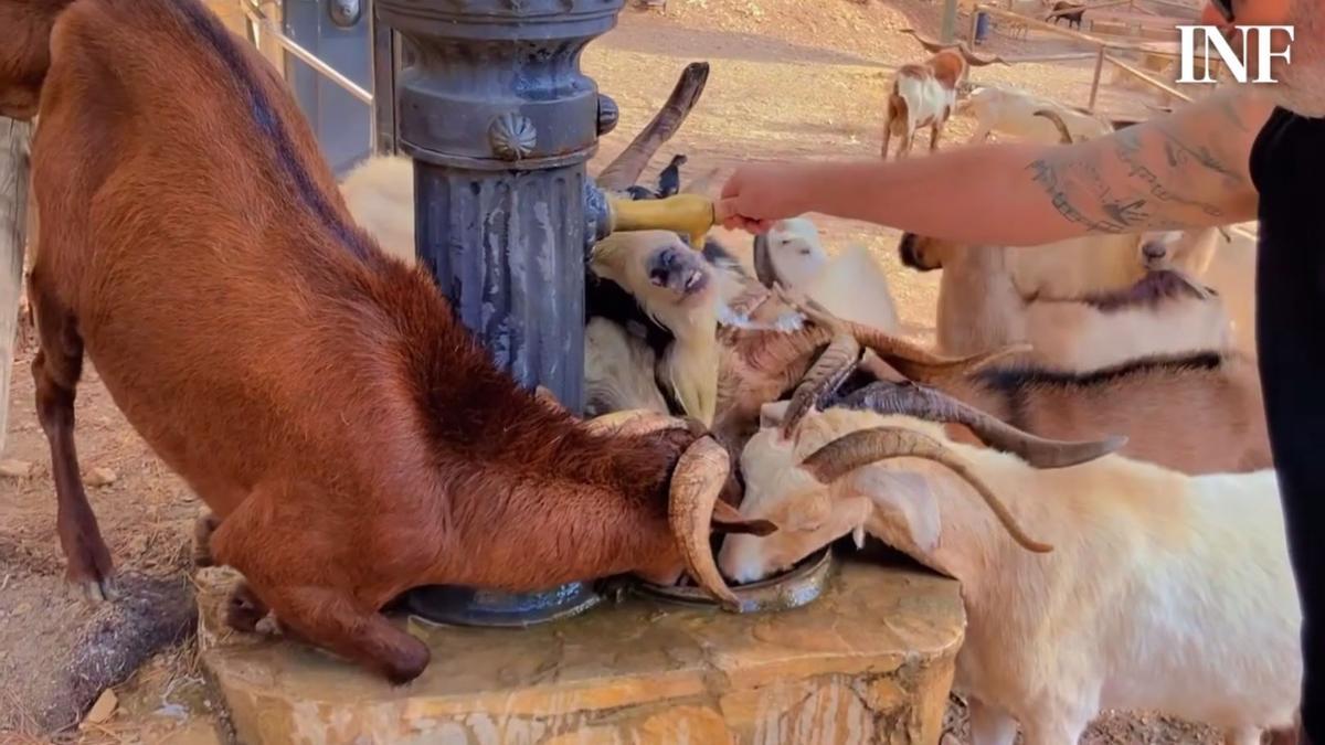 Las cabras bebende una fuente pública del paraje de La Pilarica