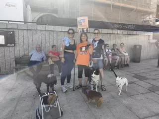 Los gestores de colonias felinas se movilizan en Cáceres para exigir la aplicación de la ley actual