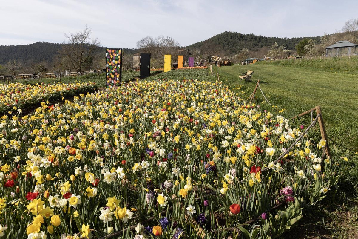 Puertas de colores con sus respectivos campos de pétalos a juego.