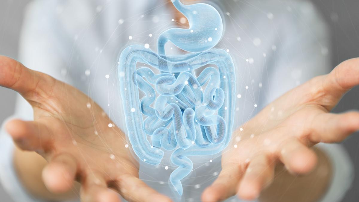 La microbiota está presente sobre todo el tubo digestivo.
