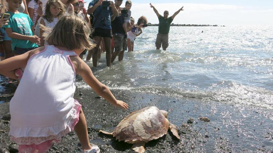 Cuatro tortugas vuelven al mar en Pozo Izquierdo