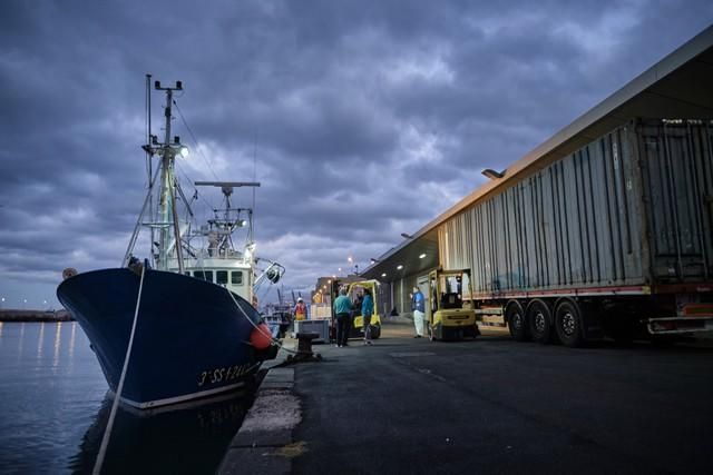 Descarga de atún en el puerto de Santa Cruz