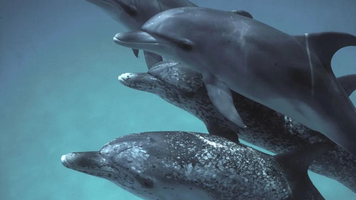 Una manada de delfines moteados del Atlántico, conocida como Stenella frontalis.