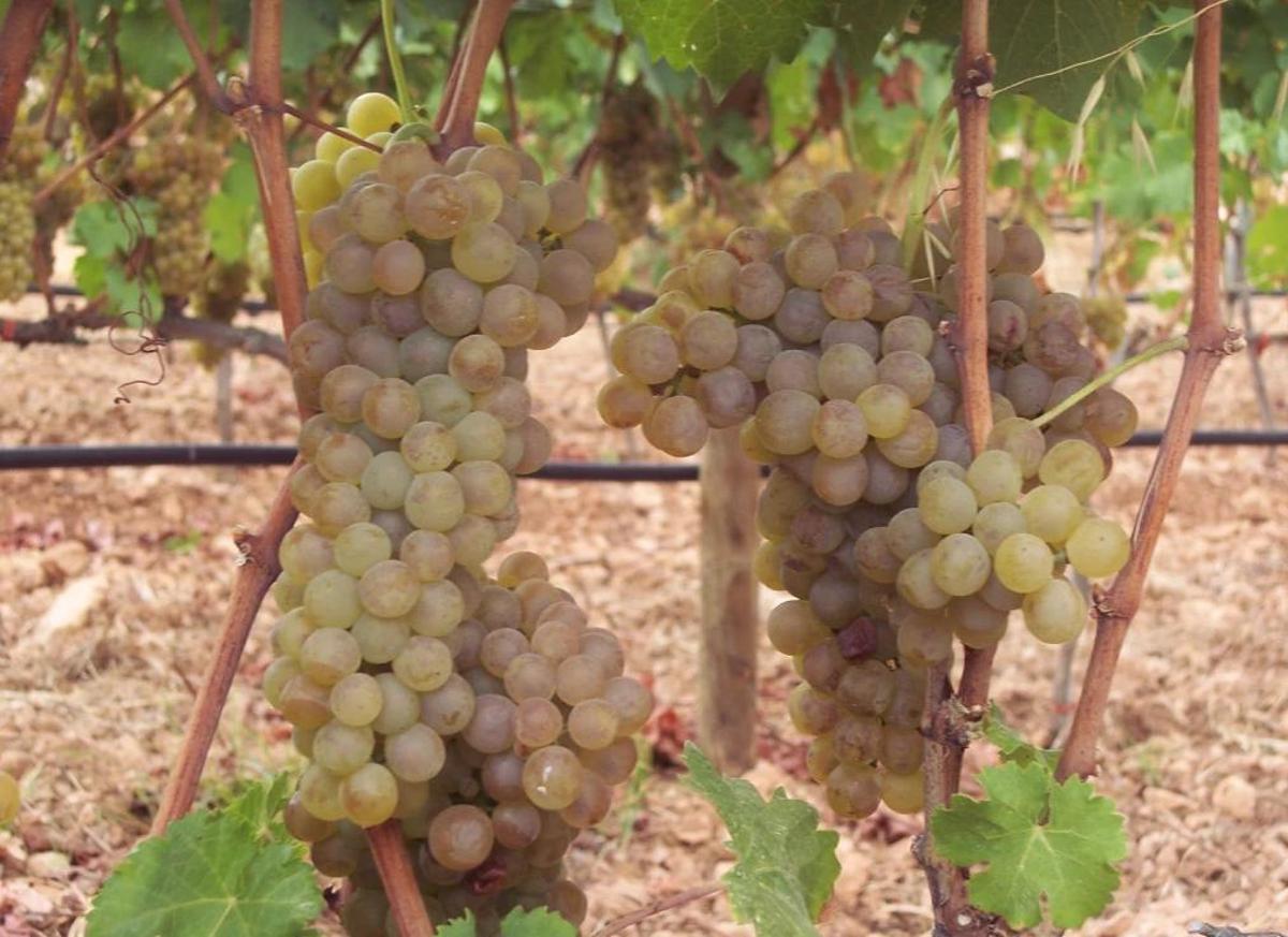 Trauben auf dem Weingut Es Verger
