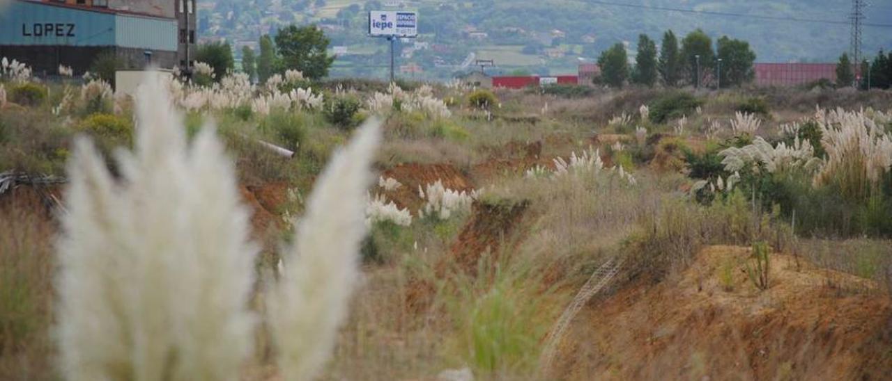 Los terrenos del polígono industrial de Bobes, invadidos por los plumeros o hierbas de la Pampa.