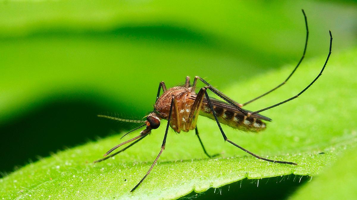 La planta de Leroy Merlin que acaba con los mosquitos en casa de una vez por todas