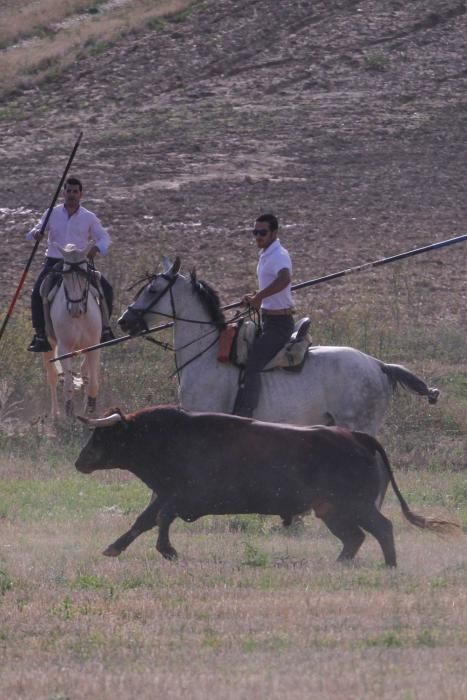 Encierro en Sanzoles (Zamora)