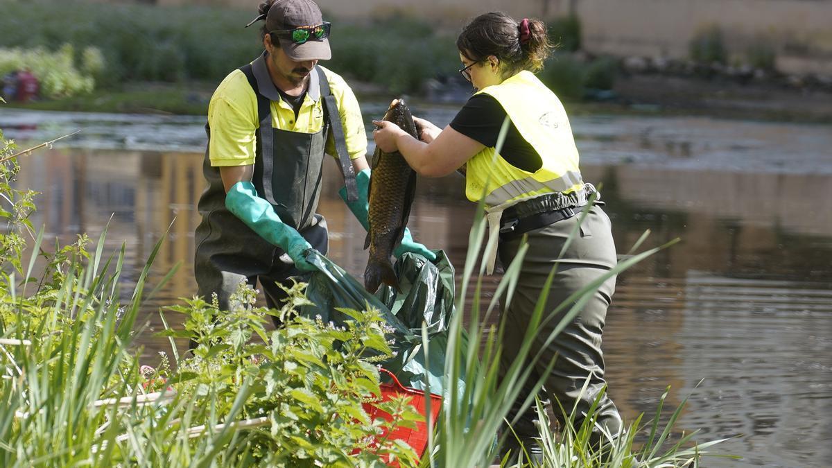 Girona inicia la pesca elèctrica al riu Onyar per salvar els peixos de la sequera