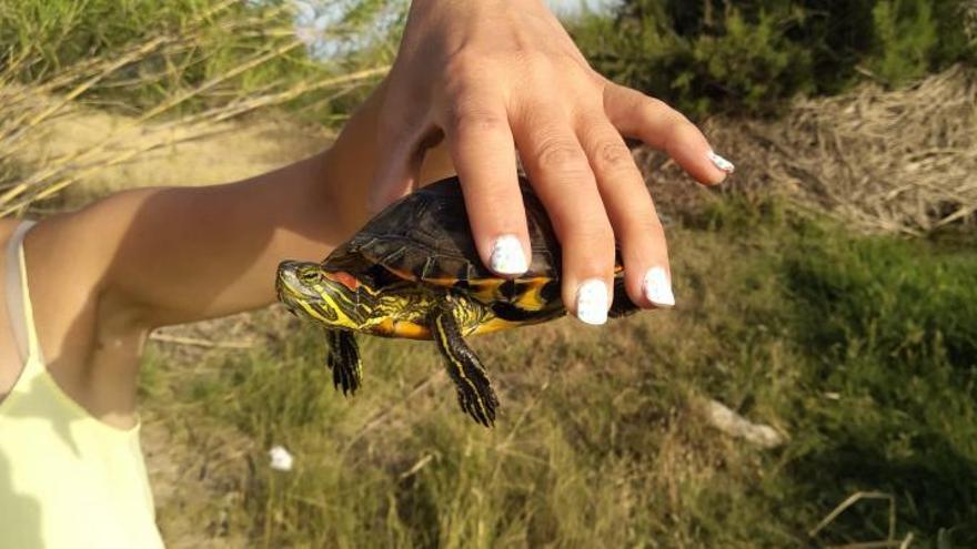 El galápago de Florida capturado en el Magro. | GAMM