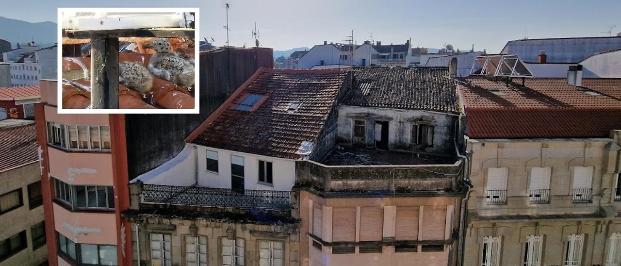 Algunos de los viejos edificios del centro de Vilagarcía de Arousa en los que crían las gaviotas. En el recuadro superior izquierdo, dos de los pollos, ayer.   | //  M. MÉNDEZ