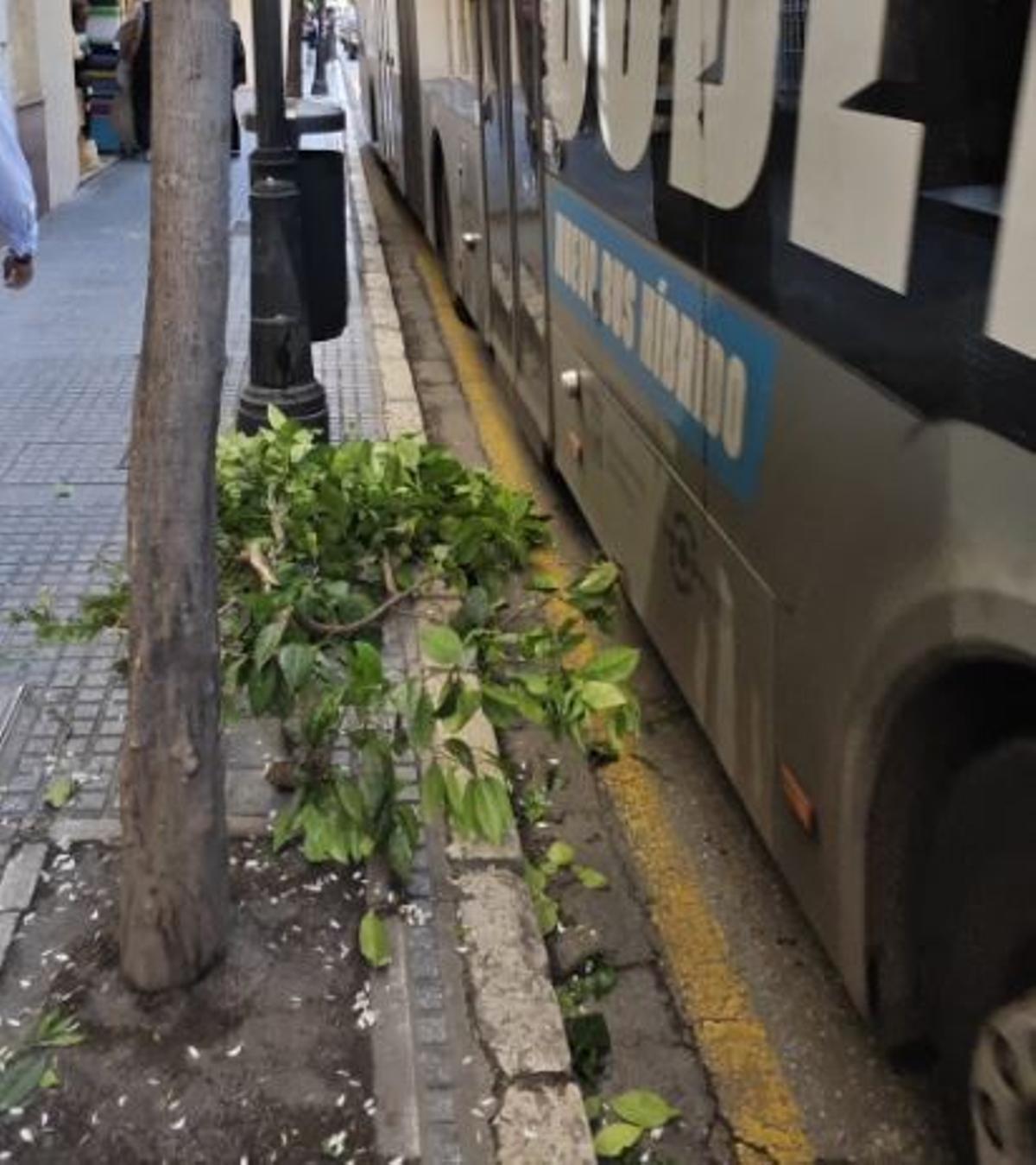 El naranjo, afeitado por el camión.