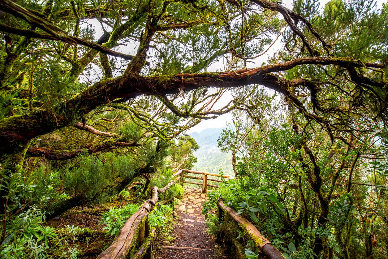 El Parque Nacional de Garajonay alberga un ecosistema único en el mundo