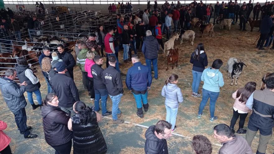 Sobrescobio presume de cabras y ovejas carranzana y latxa: la reciella, en auge