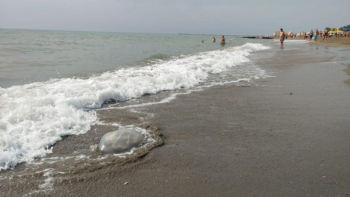 Una medusa, en la orilla de una playa de Málaga este domingo.