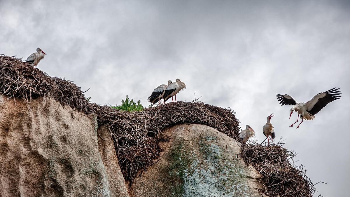 Cigüeñas en el Monumento Natural de Los Barruecos.