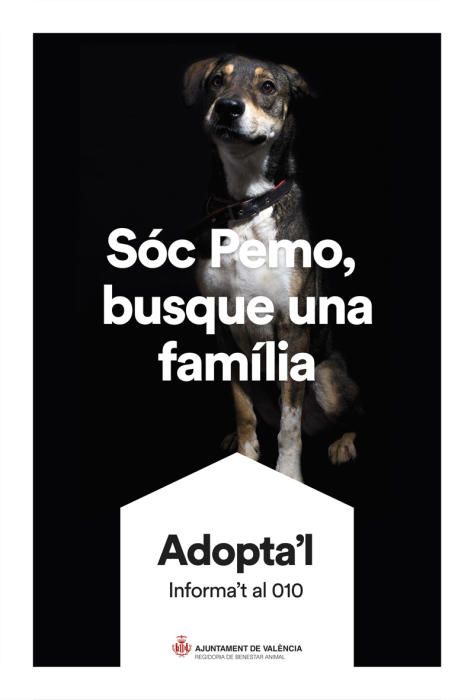 València pone cara y nombre a los perros de Benimàmet que buscan familia de adopción