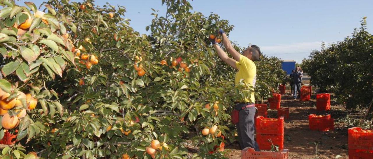 Los cultivos subtropicales llegan para quedarse