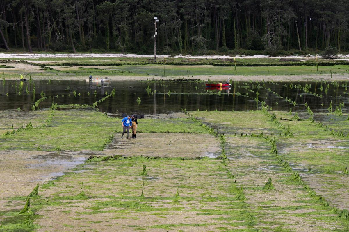 Los parques de cultivo de Carril, invadidos por un denso manto de algas.