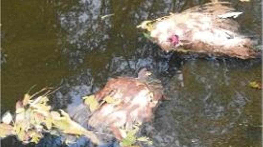 Tornen a aparèixer dues gallines decapitades al riu Onyar