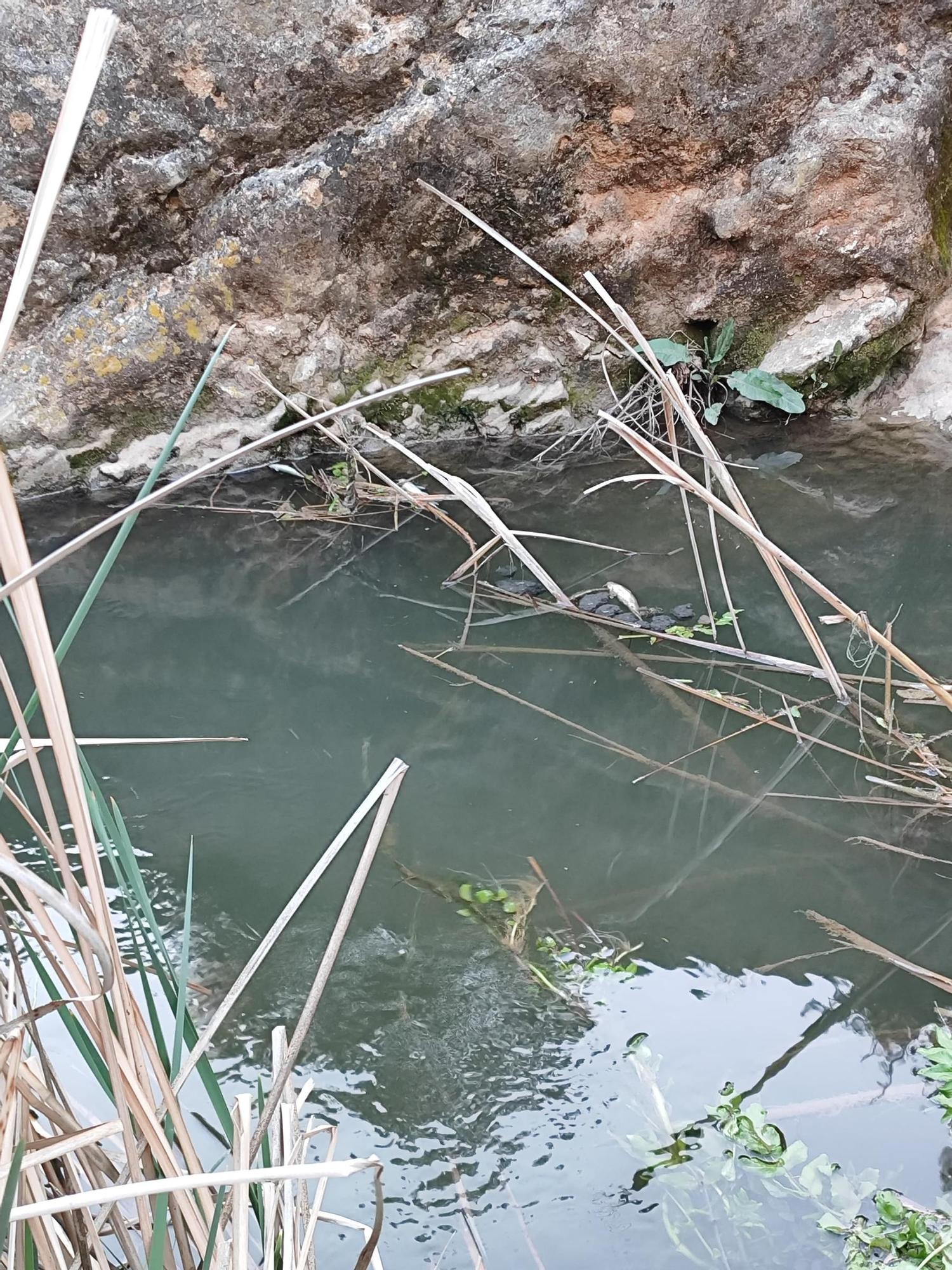 Un vertido de lodos contamina el río Magro en Requena