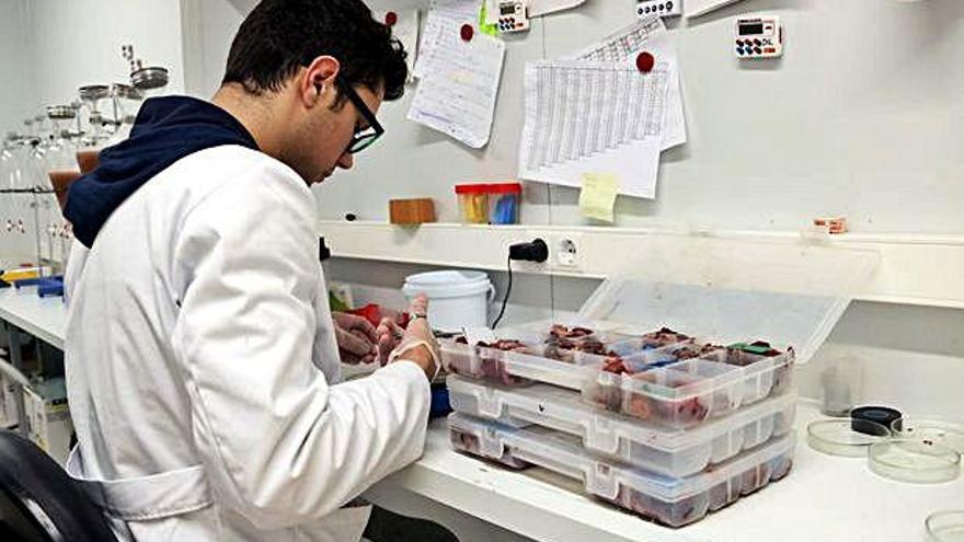 Un treballador de Senglar de Girona, analitzant carn.