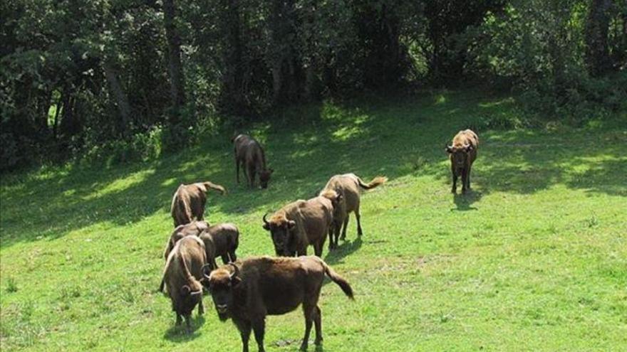 Manadas de bisontes en España