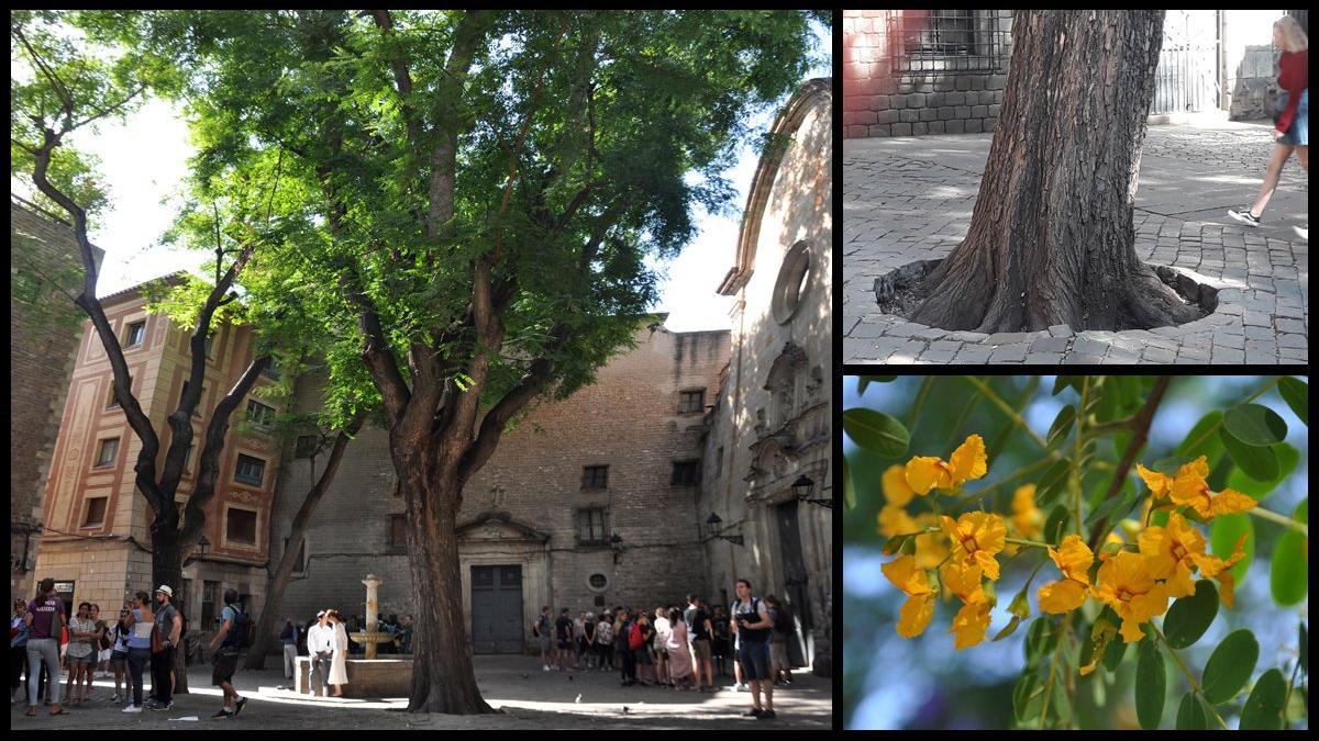 tipuana sant felip neri barcelona