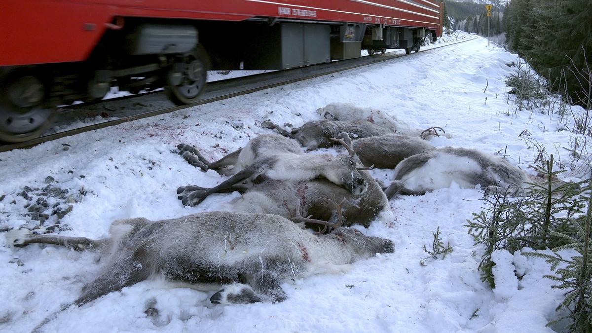 Ciervos muertos después de ser atropellados por un tren de carga cerca de Mosjoen, en el norte de Noruega.