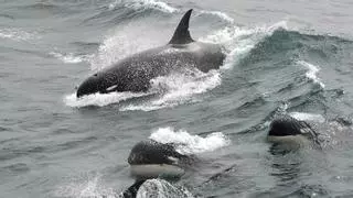 Relacionan los ataques de orcas a barcos en el Estrecho con la merma de las poblaciones de atún