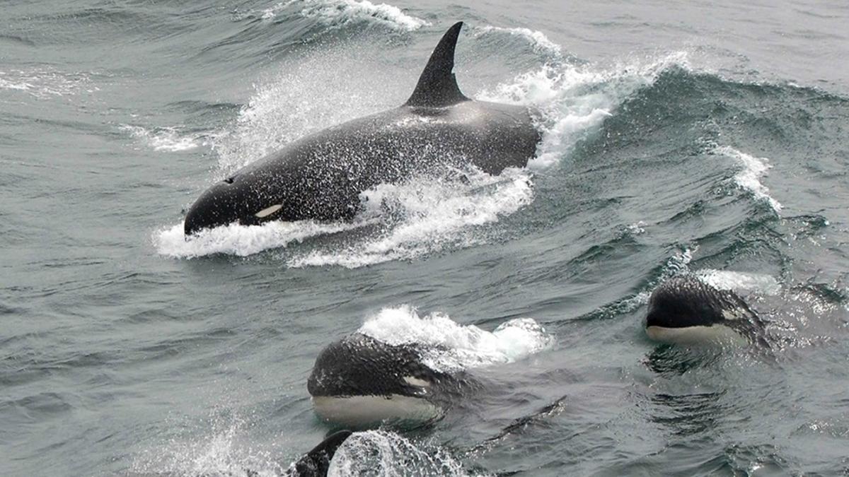 Imagen de un grupo de orcas.