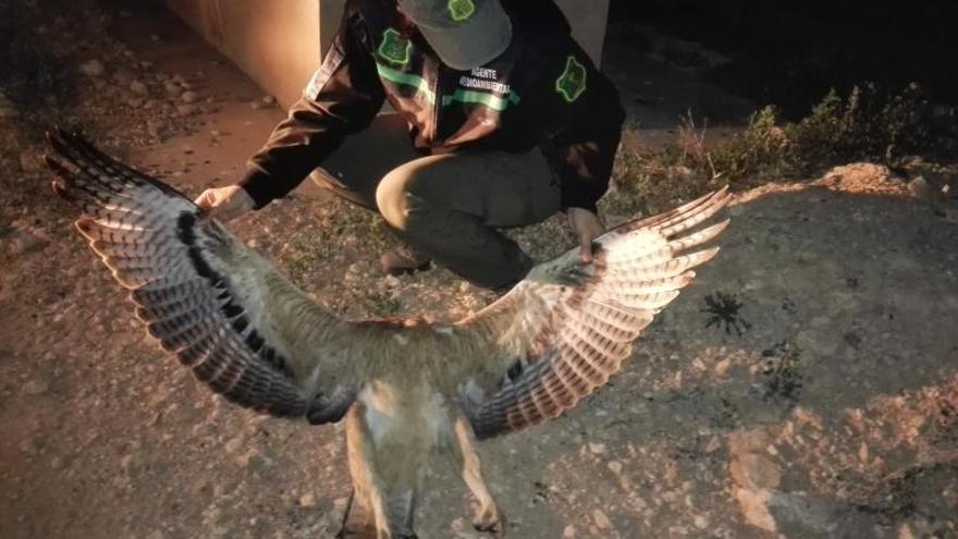 Los agentes medioambientales hallaron a una águila perdiciera muerta en Alhama de Murcia.