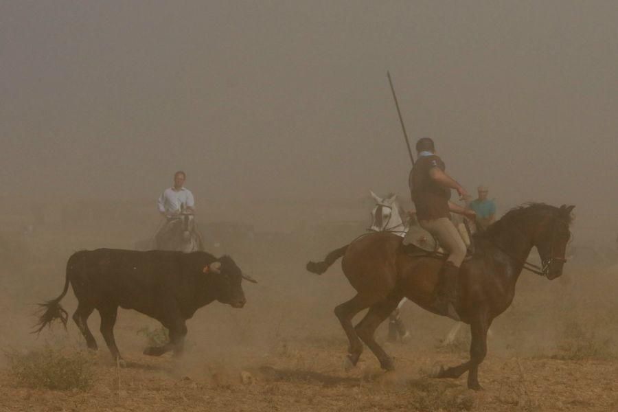 Fiestas en Zamora: Encierro en Villalpando