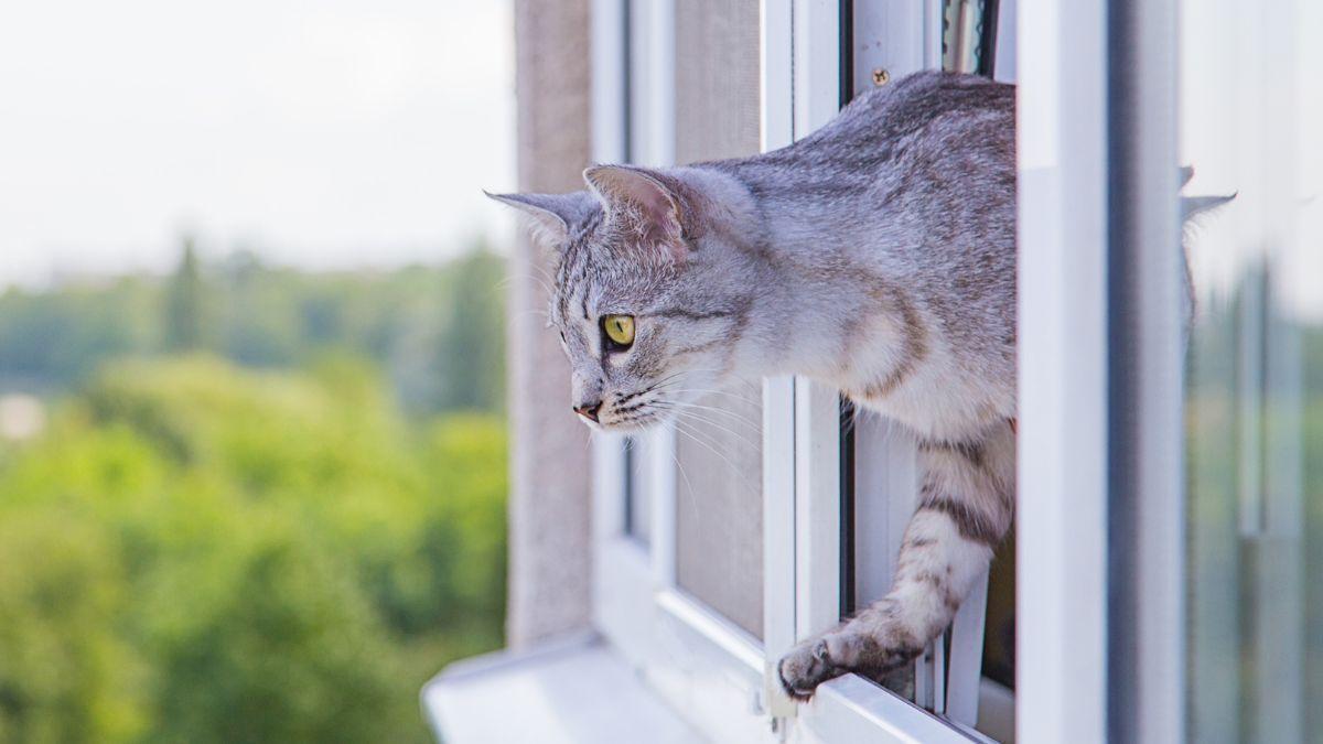 Los veterinarios son claros: el “síndrome del gato paracaidista” se evita protegiendo balcones, ventanas y terrazas con redes