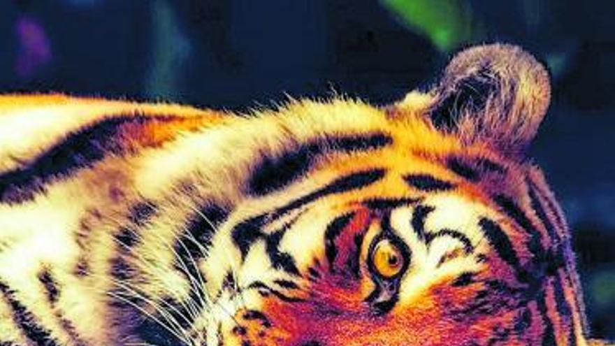 Un tigre quemado por la vida