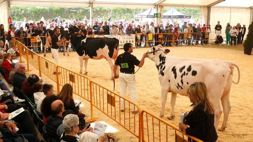 La Fira de Primavera de Campllong arriba a la seva 40a edició com el gran referent del sector primari