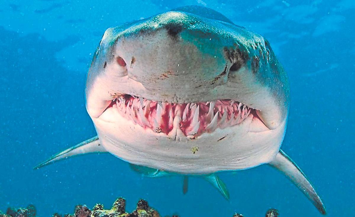 El tauró toro, amb la seva potent dentadura, que va renovant amb el pas dels anys.